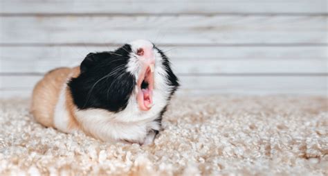 Guinea Pig Sounds How They Communicate Petsoid