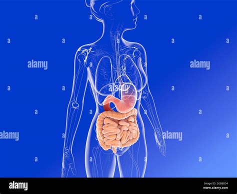 Female Lower Back Anatomy Internal Organs Female Inte