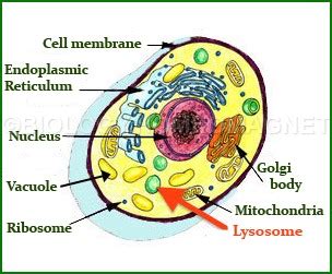 Lysosomes contain a sufficient complement of enzymes to digest most types of biological or organic materials and the digestive process (autolysis) occurs quite rapidly in dead cells. Lysosomes - Biology for Everybody