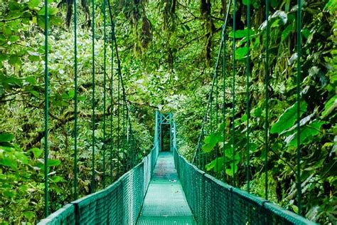 Selvatura Park Hanging Bridge Canopy Tour In Monteverde Costa Rica