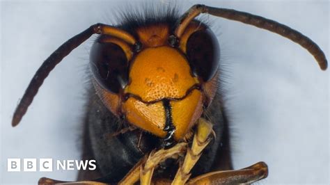 Are Killer Asian Hornets On Their Way To The Uk Bbc News