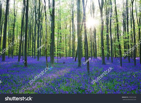 Beautiful Spring Forest With Carpet Of Bluebells Or Wild Hyacinths