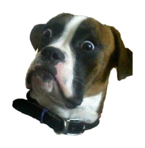 Surprised Dogs Meme Memes Freetoedit Sticker By Andre1222