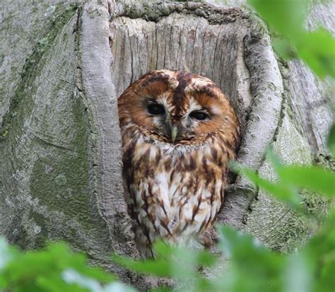 Some common pets in america might be illegal to own in your state or city. Can Owls Be Pets In Australia - Animal Friends