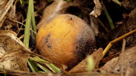 Rotten Orange Fruit Decaying In The Bush With Fungus Infections Stock