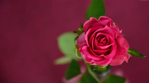 1920x1080 Rose 4k Laptop Full Hd 1080p Hd 4k Wallpapers Images Backgrounds Photos And Pictures