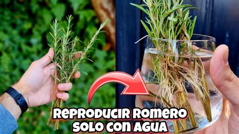 Enraiza Miles De Plantas De Romero En Agua En 14 Dias Reproducir