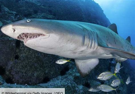 Australia Tiger Sharks These Great Protectors Of Underwater Grasslands