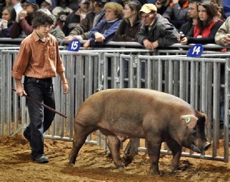 Ephrata Boys Duroc Pig Gets Attention At Farm Show News