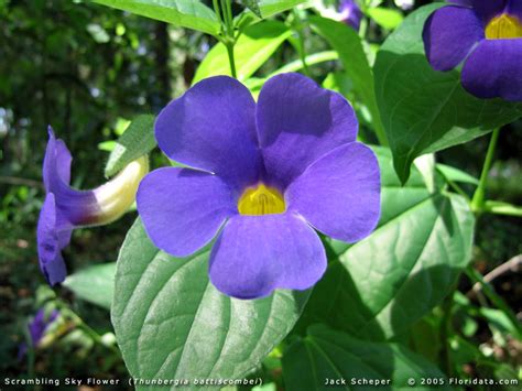 It loves full sun in arizona and is a great choice for color on a mound, draping over a pot, or any location in a desert or tropical landscape design.the purple ice plant is a very drought resistant ground cover and is also cold hardy. Thunbergia battiscombei