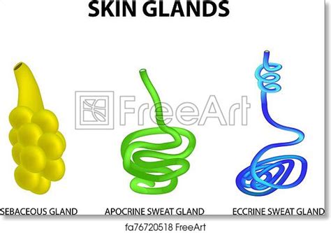 Free Art Print Of The Structure Of The Glands Of The Skin Sebaceous