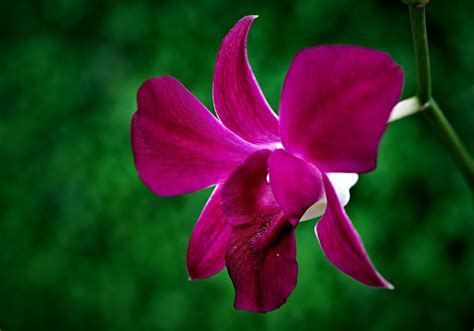 Orchid Flower Garden Free Photo On Pixabay Pixabay