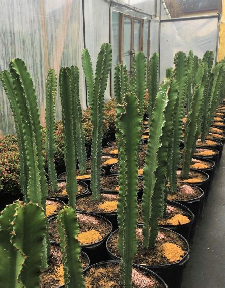 2 red christmas/thankgiving cactus zygo schlumbergera rooted live plant usa. Euphorbia ingens **SALE** | The Cactus King