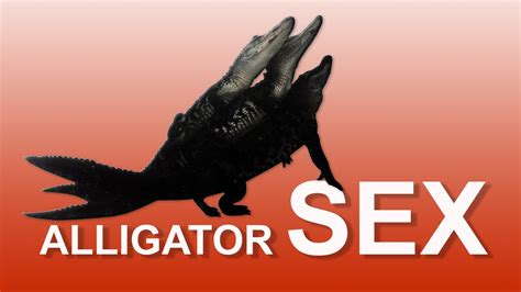 Alligator Sex 05 Mirrored Youtube
