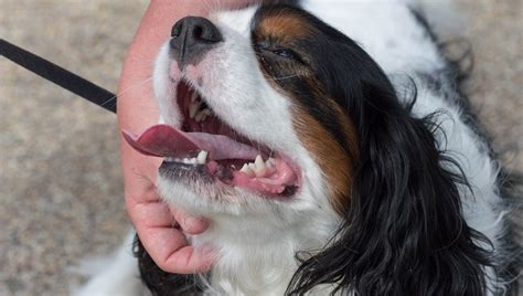 Maybe you would like to learn more about one of these? Which Dog Breeds Have The Worst Teeth? - Dogtime