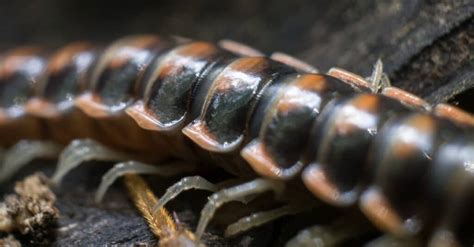 The 10 Biggest Centipedes In The World A Z Animals