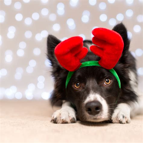 According to carecredit.com, a routine vet exam costs $55, and you can keep if your cat needs emergency care, all bets are off when it comes to cost of care, especially if it swallows something it shouldn't have, such as plastic or. How to avoid visiting the emergency vets at Christmas ...