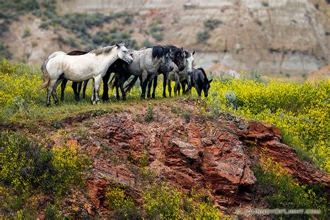 Wild Horses At Theodore Roosevelt National Park In North Dakota