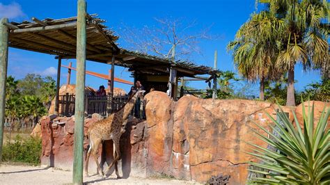 In 2009, lowry park zoo was voted the #1 family friendly zoo in. Lowry Park Zoo in Tampa, Florida | Expedia