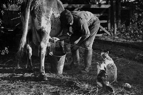 Milk Cow Squirt Cat Strange Vintage Photos Of People Milking Cow Into Cat’s Mouth ~ Vintage