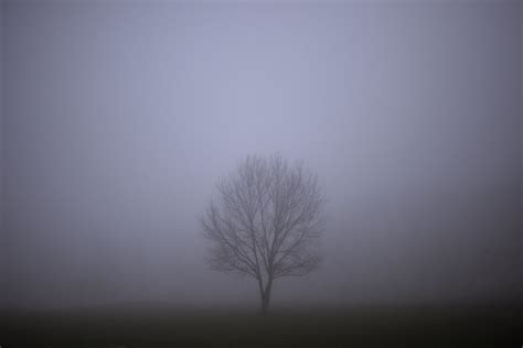 Tree Lonely Tree Fading In The Mist Recreational Park Of Flickr