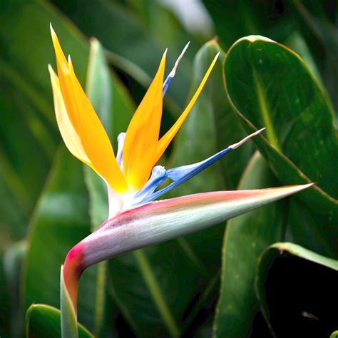 The Flower That Looks Like A Bird | Birds of paradise plant, Birds of