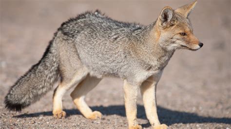 First Coyotes Now Delaware Considers Gray Fox Hunting Whyy