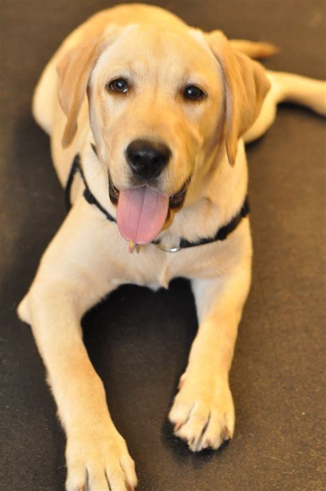 Black and white is a gorgeous and bold color combination that's found on a wide range of canines. White labrador retriever puppies | Dogs, breeds and ...