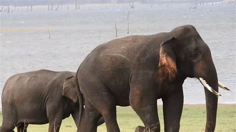 Big Tusker Elephant Youtube