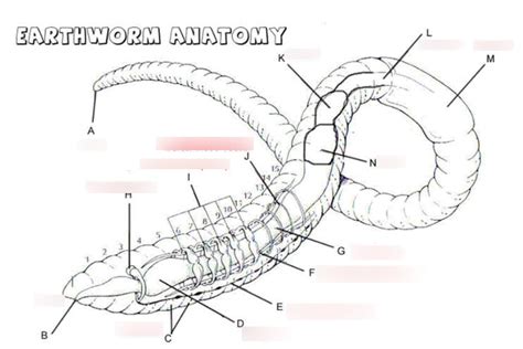 Biology Earthworm Anatomy Diagram Quizlet