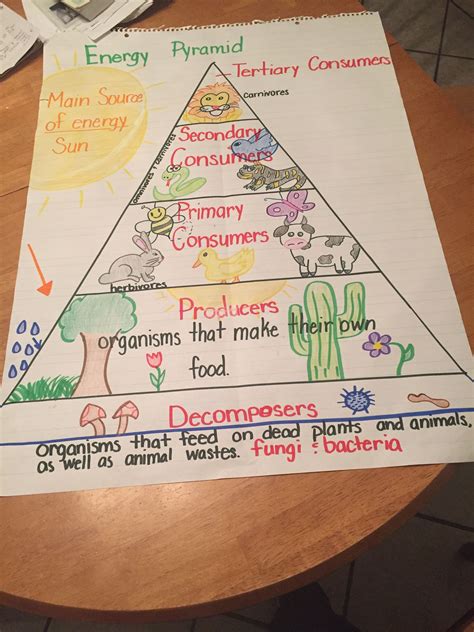 Food Chain Second Grade Worksheet