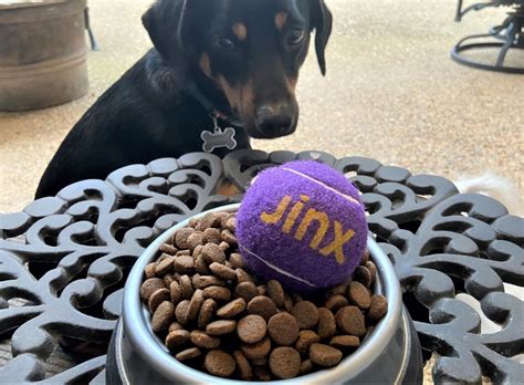 Jinx is launching a simple way to buy dog food and manage orders via text message. Jinx Kibble Review | Direct to Pet Nutrition | Trueheart ...