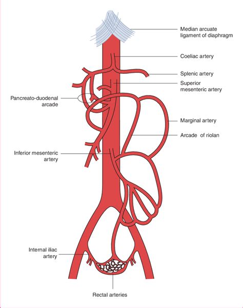 Superior Mesenteric Artery Arteries Anatomy My Xxx Hot Girl
