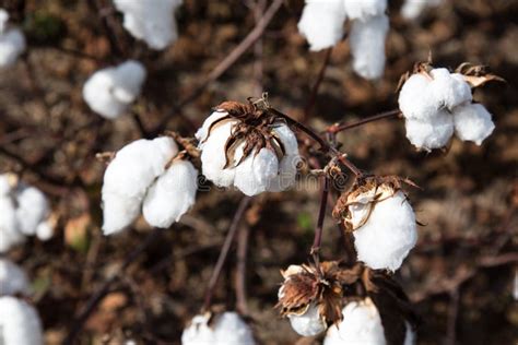 Tennessee Cotton Plant Bursting In The Field Stock Photo Image Of