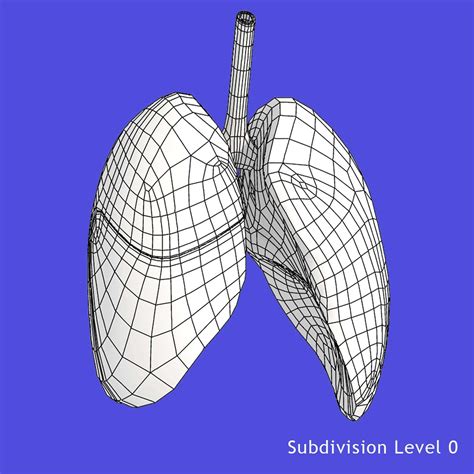 Human Lungs 3d Model By Dcbittorf