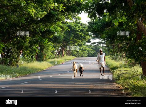 Old Rural Indian Village Man Walking Two Goats Along A Road In The