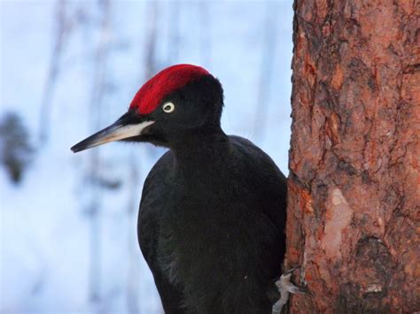 Tra un po' sentirete il suono di un picchio. il nostro nord del mondo: Palokarki: il picchio nero di ...