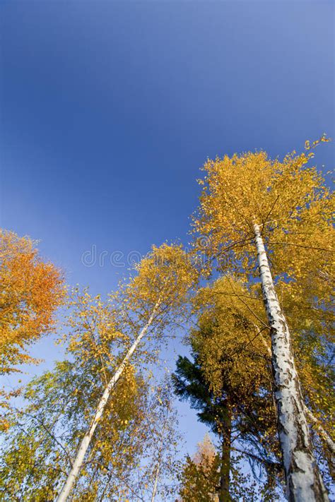 Beautiful Forest Scenery And Autumn Foliage Stock Image Image Of Lake