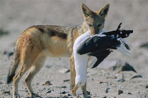 Black Backed Jackal At Cap Cross Laurent Geslin