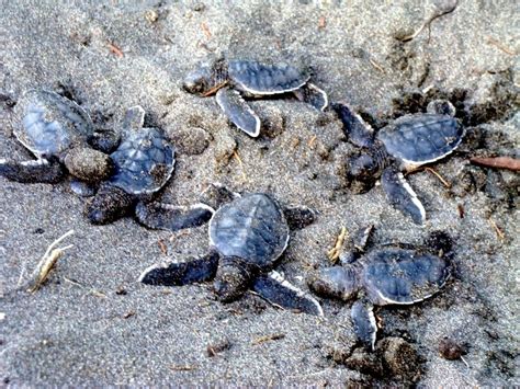 Leatherback Sea Turtle Ocean Treasures Memorial Library