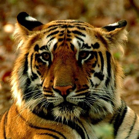 Nawegaon Nagzira Tiger Reserve Gondia 2022 Alles Wat U Moet Weten