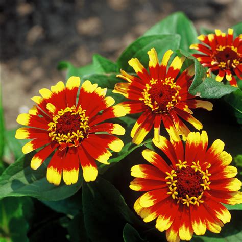 Check out this guide on how to grow zinnias. Six zingy Zinnias to grow in 2017 - The English Garden