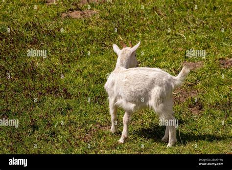 Baby Goat Alps High Resolution Stock Photography And Images Alamy