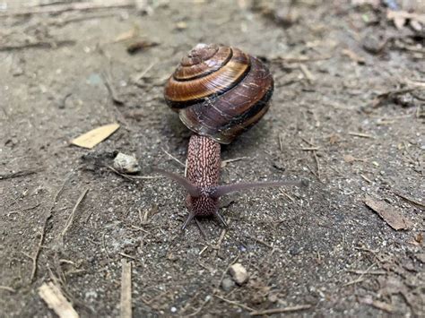 Found A Snail Friend On Our Morning Walk Snails