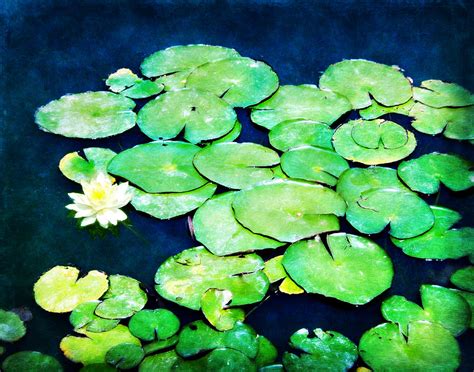 Lily Pads And Lotus Photograph By Tammy Wetzel Fine Art America
