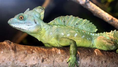 Free Picture Wildlife Exoticlizard Chameleon Nature Vertebrate