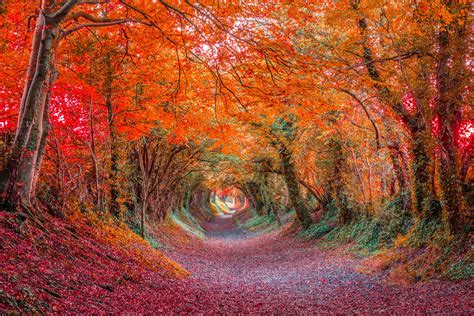 Canopy Colorful Earth Fall Forest Tunnel Wallpaper 2048x1367