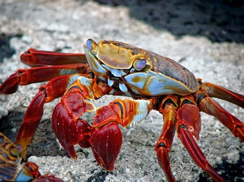Different Types Of Crab With Pictures Owlcation
