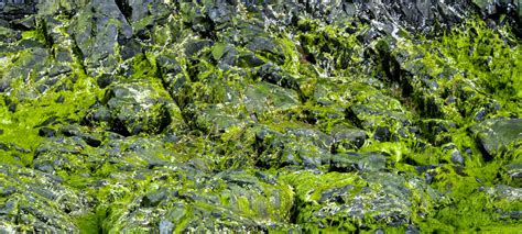 Background Of Moss Rocks Free Stock Photo Public Domain Pictures