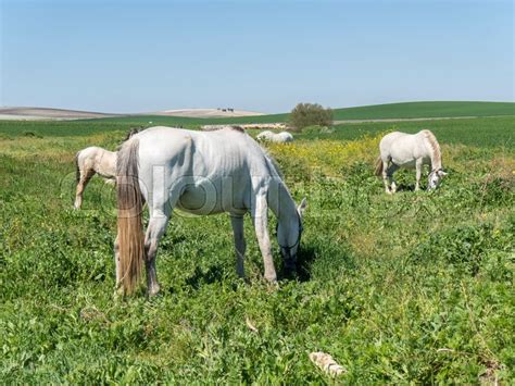 White Horses In Field Sunny Day Stock Photo Colourbox